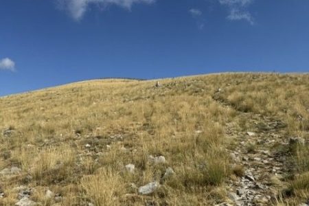 ΜΑΙΝΑΛΟ – ΚΟΡΥΦΗ ΟΣΤΡΑΚΙΝΑ